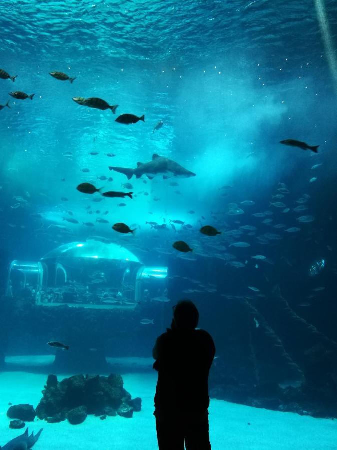 Las Canteras Aquarium ลาสปัลมาส เด กรานคานาเรีย ภายนอก รูปภาพ