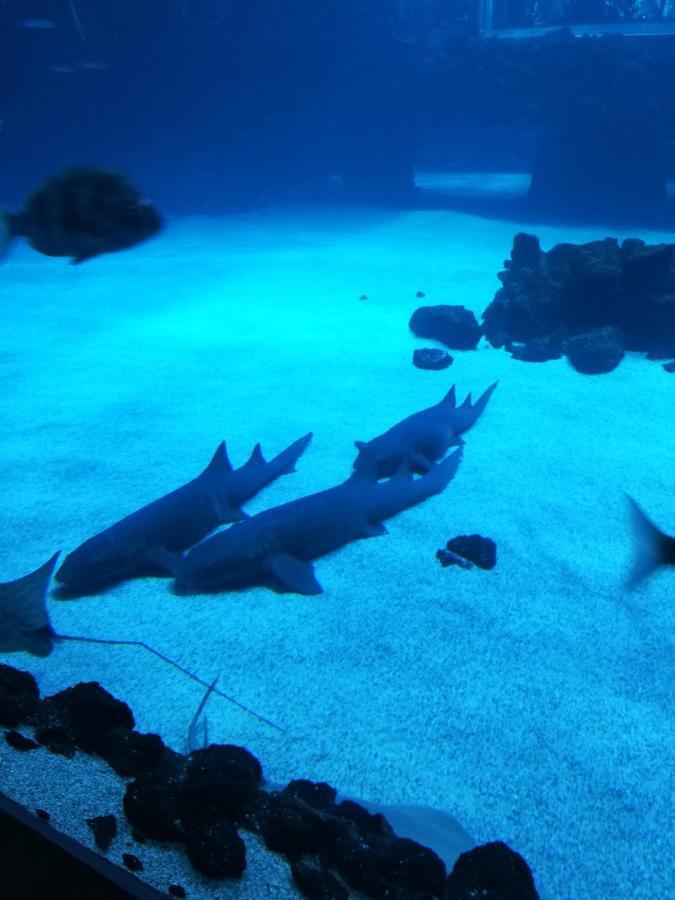 Las Canteras Aquarium ลาสปัลมาส เด กรานคานาเรีย ภายนอก รูปภาพ